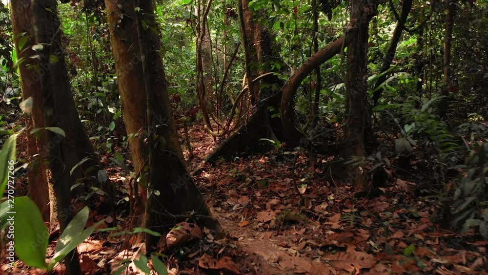 Impressive shot through a curvy path in a dense forest Impressive shot through a curvy path in a dense forest