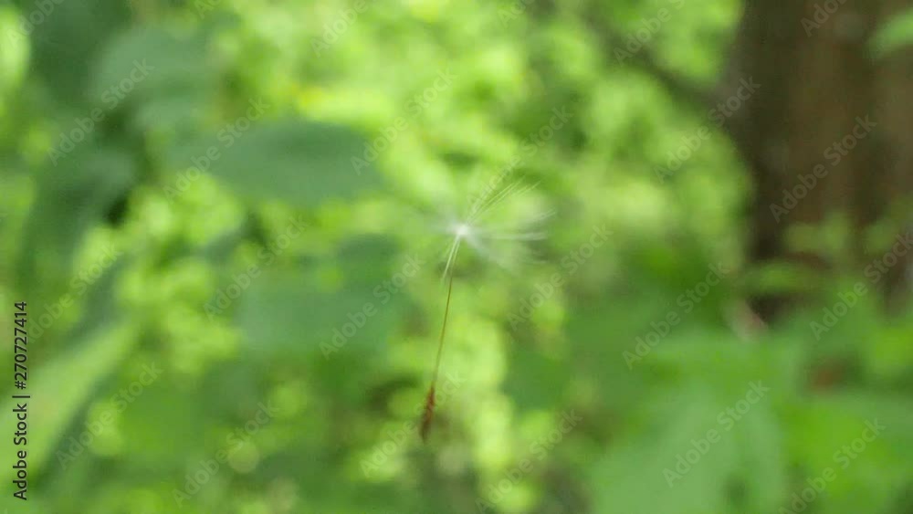 Close up of a dandelion seed blowing in the wind in slow motion Close up of a dandelion seed blowing in the wind in slow motion