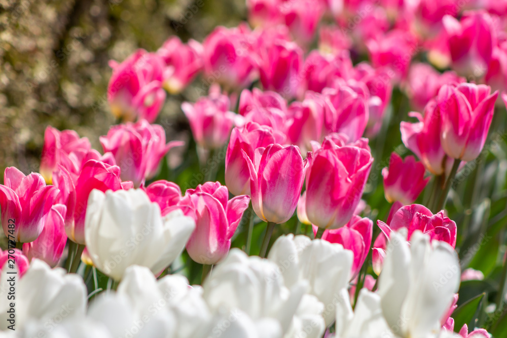 Fototapeta premium A background of white and pink tulips in a garden