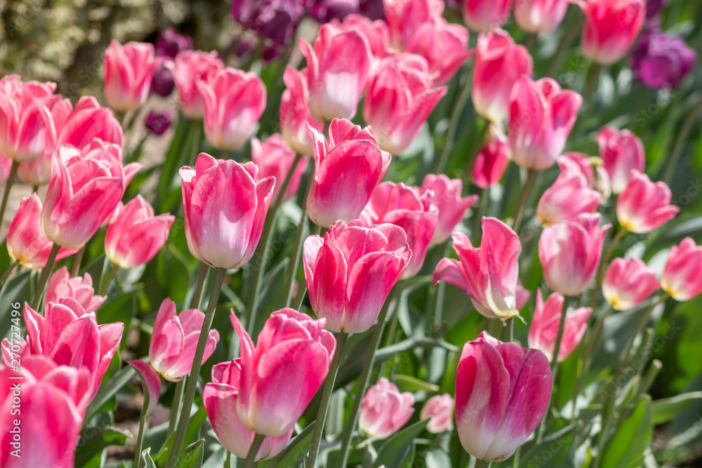 A background of white and pink tulips in a garden A background of white and pink tulips in a garden