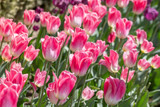 A background of white and pink tulips in a garden