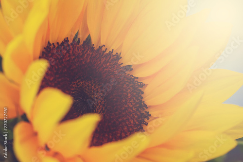 A closeup lifestyle shot of a bouquet of flowers featuring a brilliant sunflower