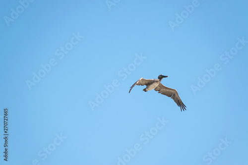 Pelican flying over the ocean with blue skies. Negative space