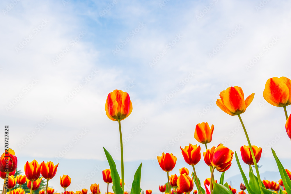 Beautiful bouquet of tulips in spring season .