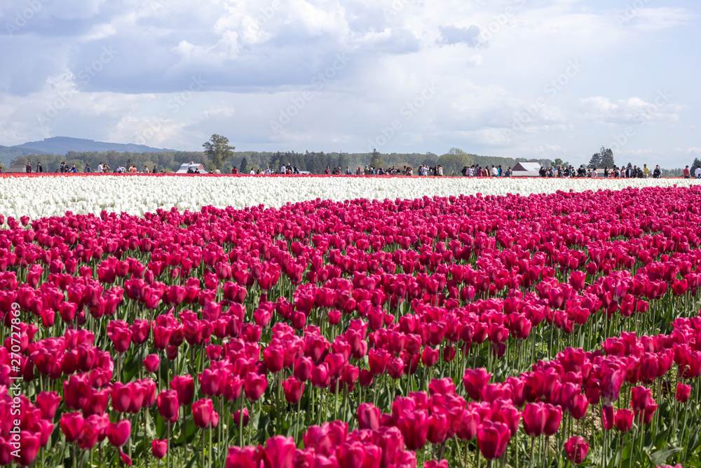 A field of tulips with a variety of color patterns