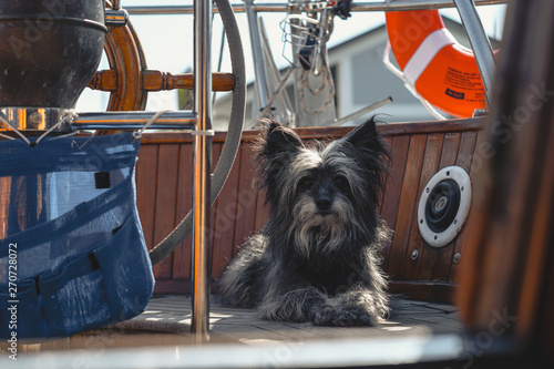Adorable Small Dog sitting on the Deck of a Sailboat in the Morning