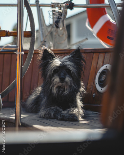 Adorable Small Dog sitting on the Deck of a Sailboat in the Morning