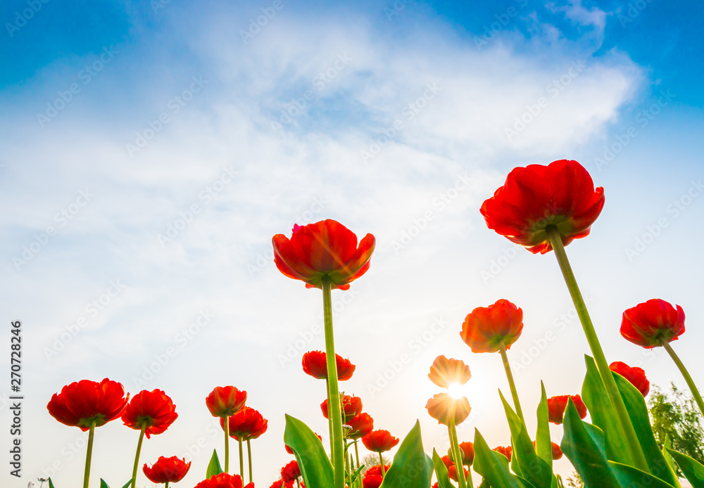 Beautiful bouquet of tulips in spring season . Beautiful bouquet of tulips in spring season .