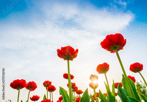 Beautiful bouquet of tulips in spring season .