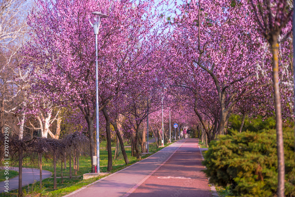 Naklejka premium Springtime in Timisoara, Romania
