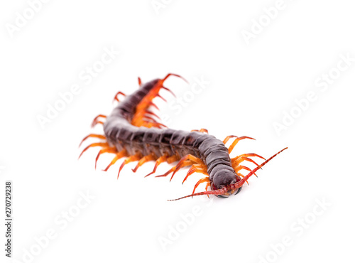 centipede an isolated on white background