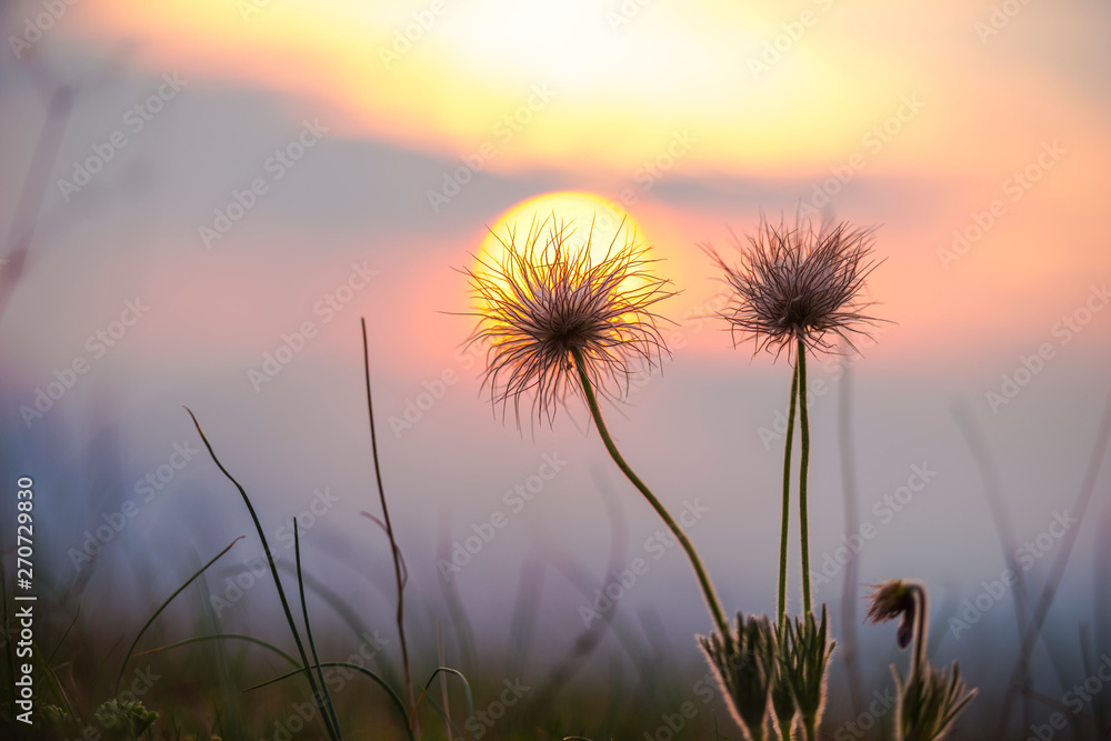 Wild flowers at the sunset