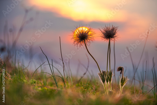 Wild flowers at the sunset