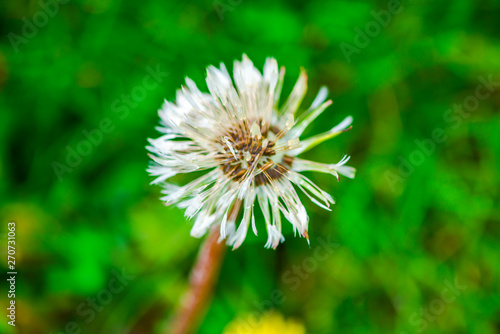 Flowers in the garden at the springtime