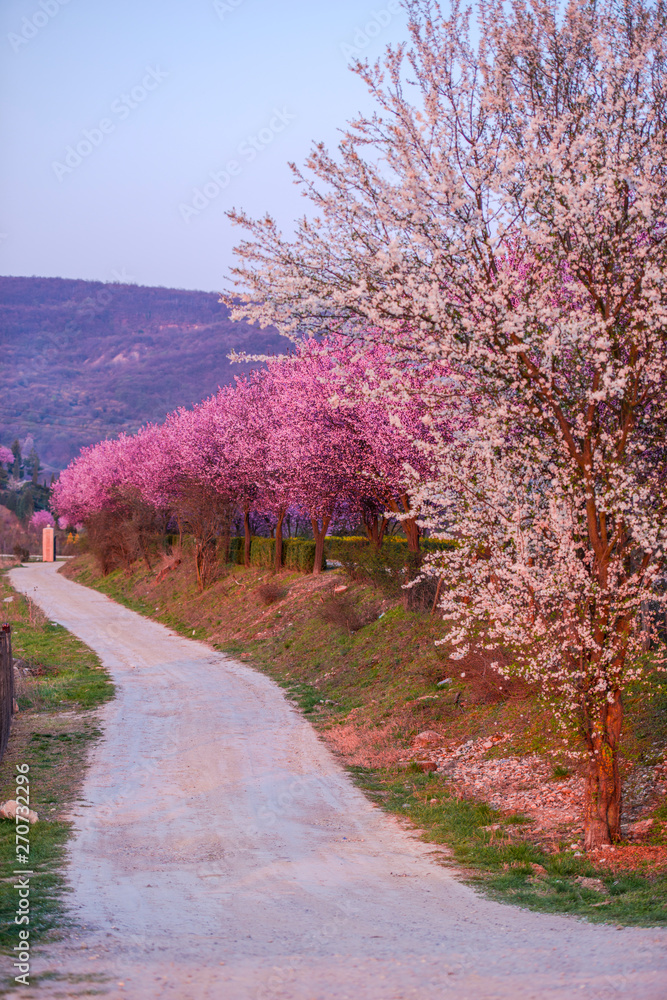 Wild cherry flowers at the springtime Wild cherry flowers at the springtime