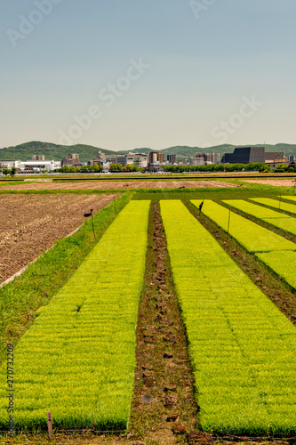 Rice seedlings in nursery boxes before transplanting in Japan