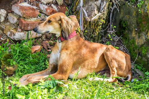 Dog of the Kazakh Hunting Hound breed. Tazy photo