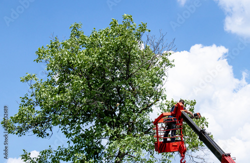 Tree pruning and sawing by a man with a chainsaw standing on the platform of a mechanical chairlift.