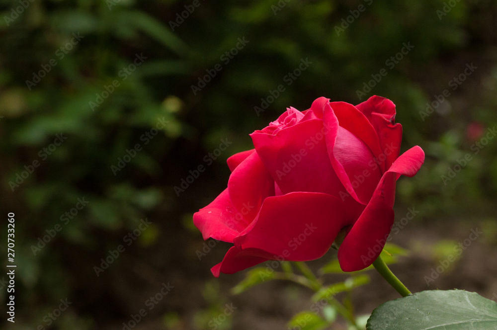 Beautiful red rose with green leaves in nature.Background Beautiful red rose with green leaves in nature.Background