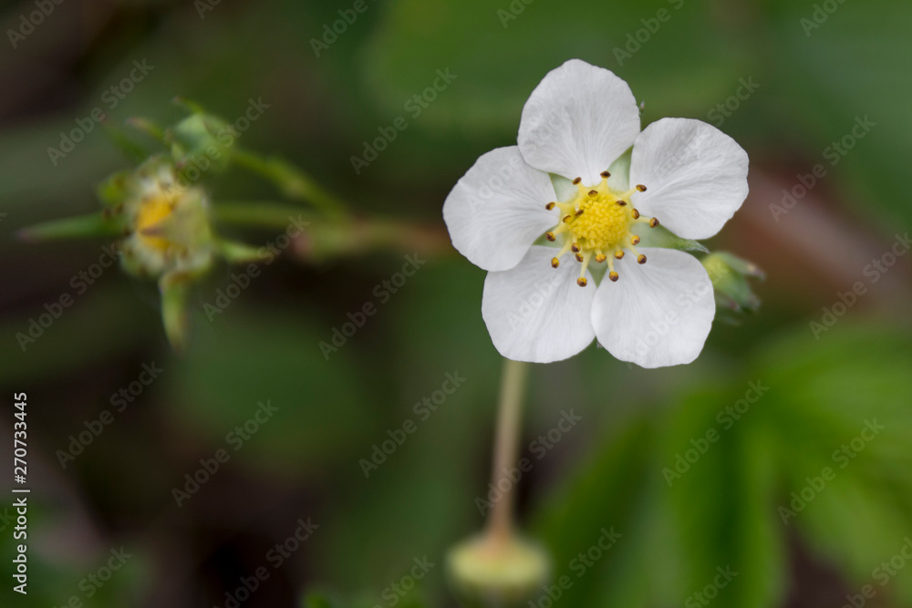 Wild strawberry flower close up. Delicate white flowers on summer nature. Wild strawberry flower close up. Delicate white flowers on summer nature.