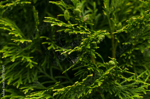 Green leaves of a fir tree.Background