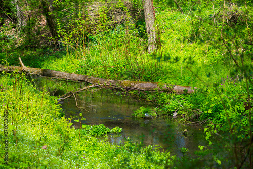 Landscape in the park