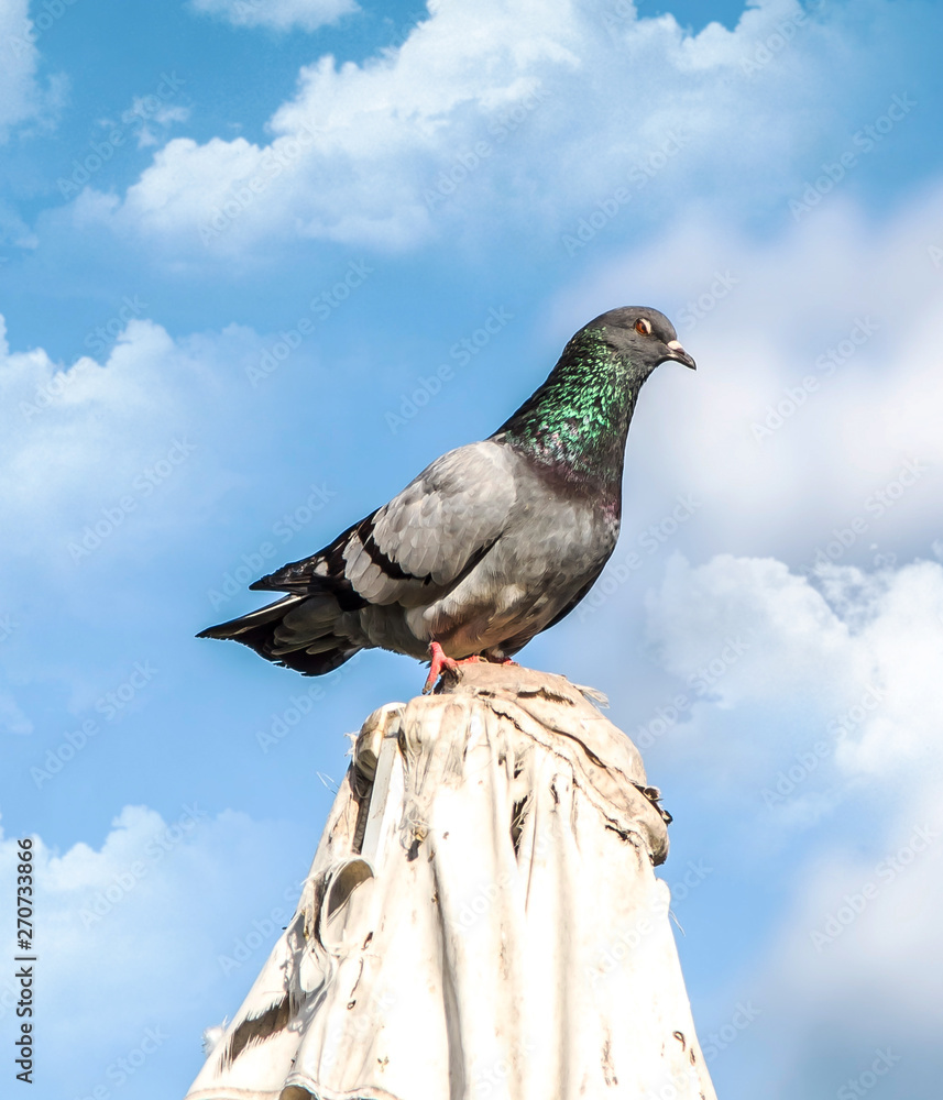 A dove sits against the blue sky with clouds A dove sits against the blue sky with clouds