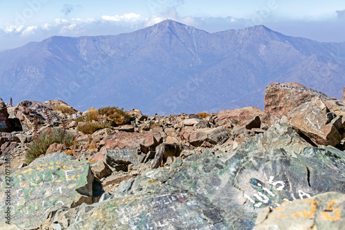 Fox on the summit of Cerro la Campana in La Campana National park in central Chile, South America photo