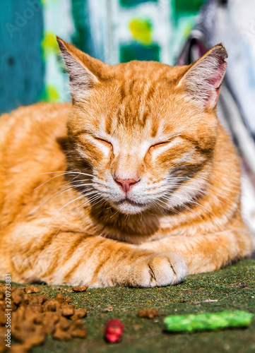 Big red cat basking in the sun © kvdkz