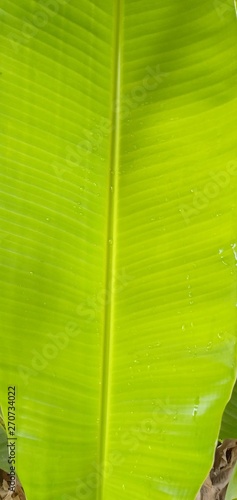 natural picture