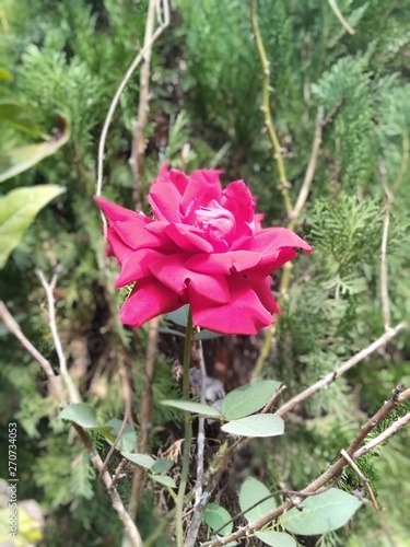 natural picture