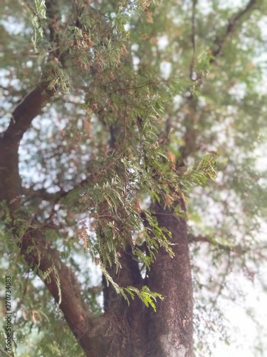 natural picture