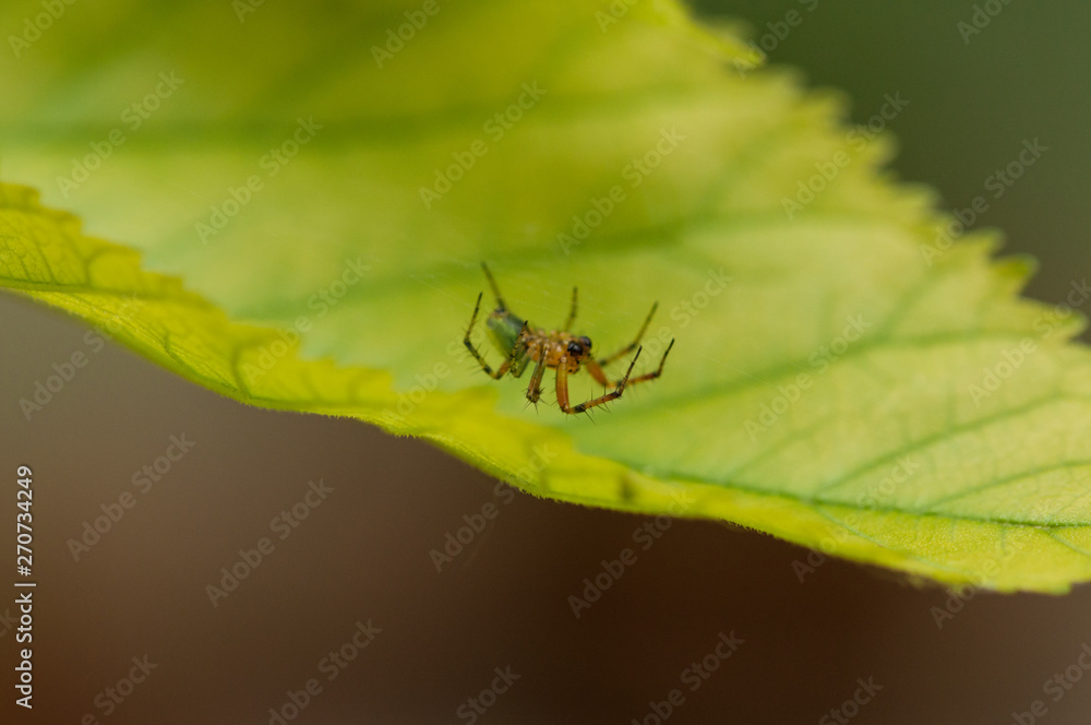 A small spider standing on a green leaf.Insect.Background
