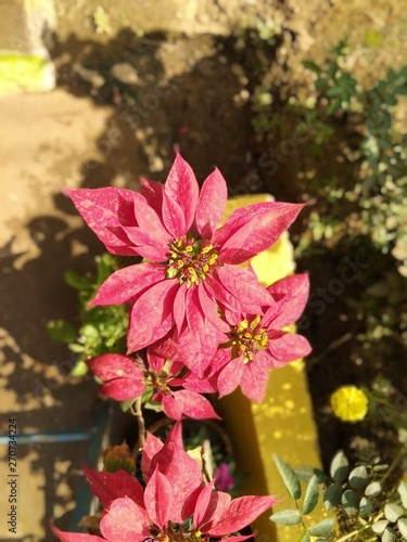 natural picture