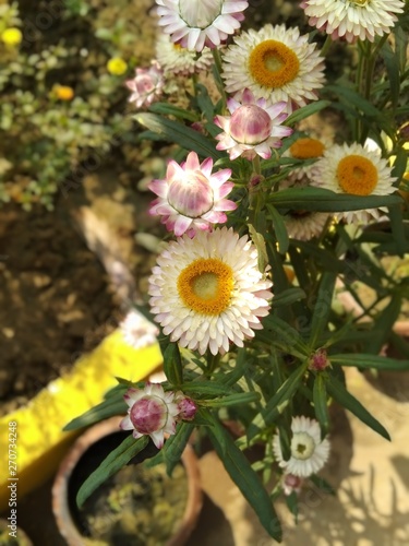 natural picture