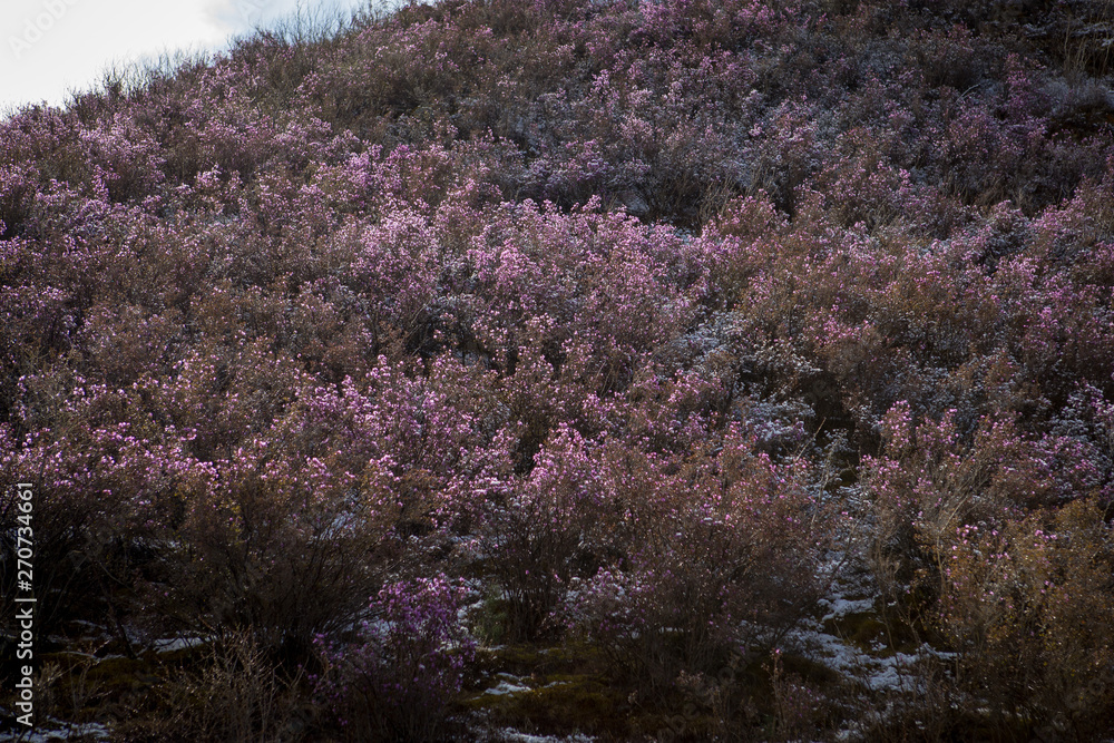 Bright pink, blooming Rhododendron Ledebour or it is also called Maralnik