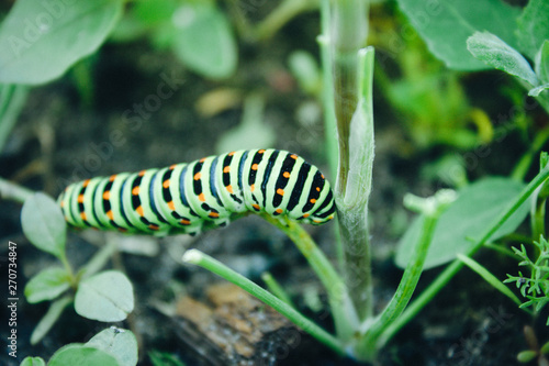 Green caterpillar on the grass. © Maryna Osadcha
