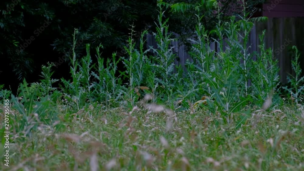 Tall grass and weeds in neglected backyard Tall grass and weeds in neglected backyard