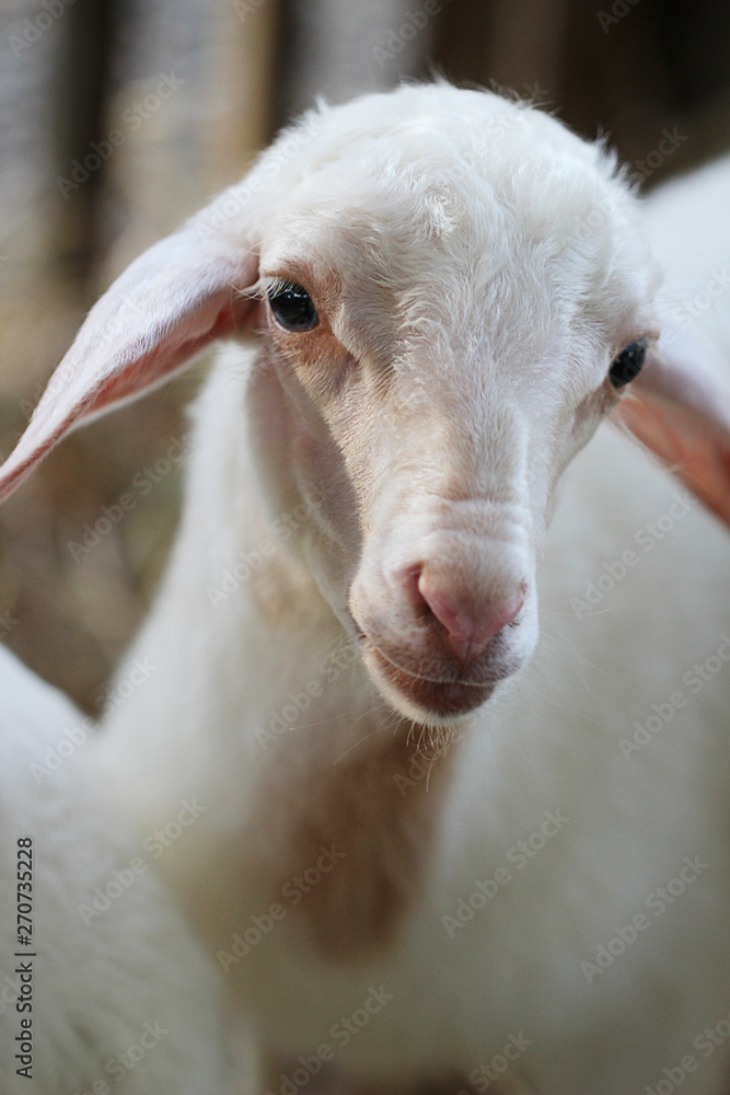 Obraz premium Close up baby lamb face in farm, Sheep.