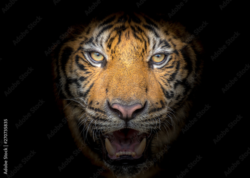 Tiger face fierce on a black background