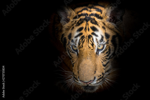 Tiger face fierce on a black background
