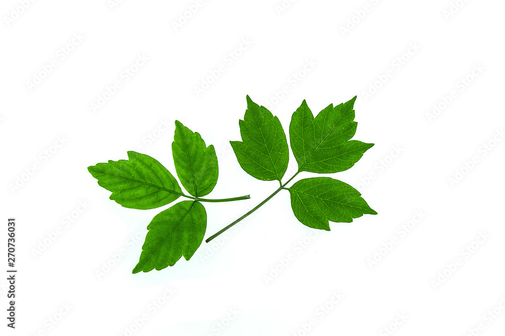 Fototapeta premium Plant leaves isolated on white background