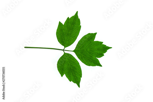 Plant leaves isolated on white background