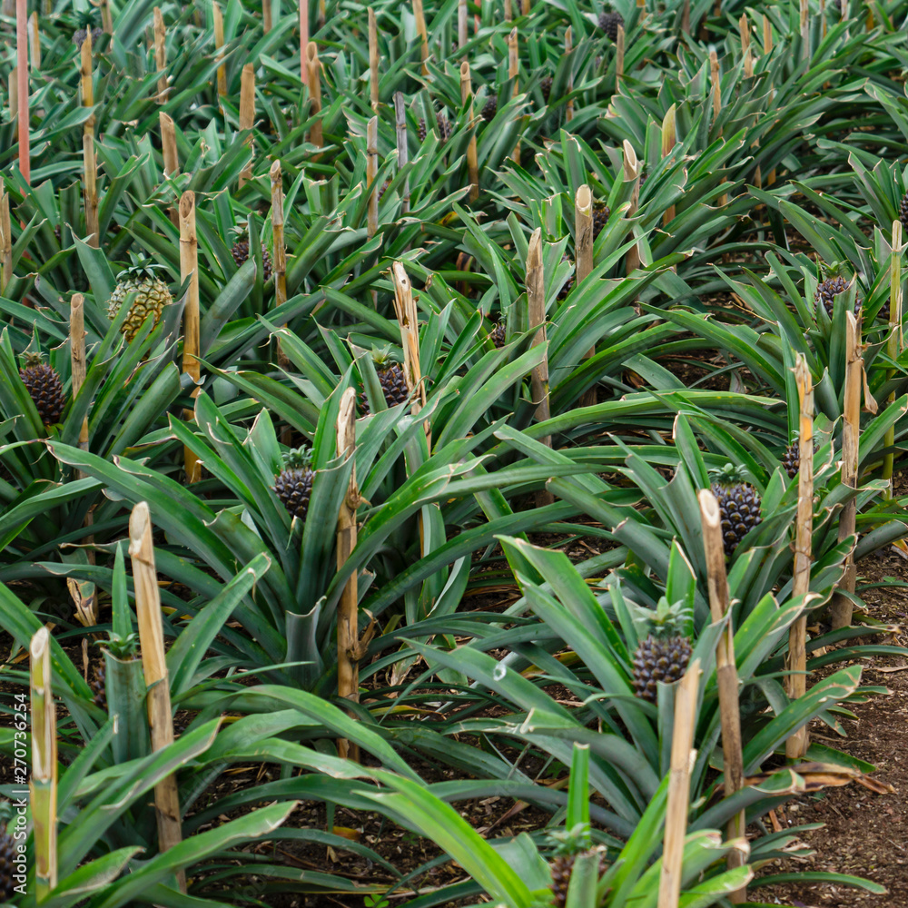 Growing pineapples in a greenhouse on the island of San Miguel, Azores . Growing pineapples in a greenhouse on the island of San Miguel, Azores .