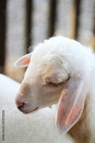 Close up baby lamb face in farm, Sheep.