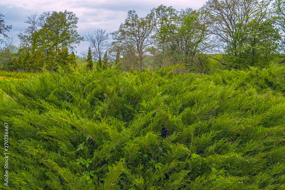 Fototapeta premium Conifer plant nursery. Cossack Juniper in green park
