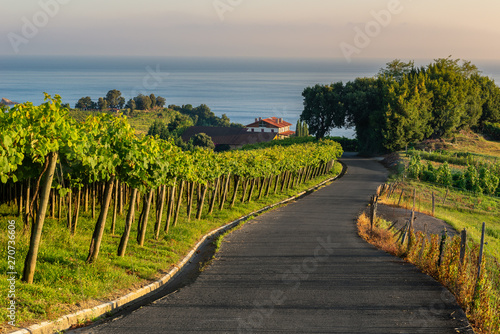 Txakoli white wine vineyards, Getaria, Spain photo