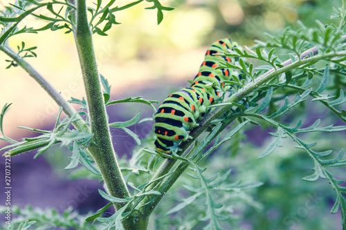 caterpillar crawling on a thin green twig. © Maryna Osadcha
