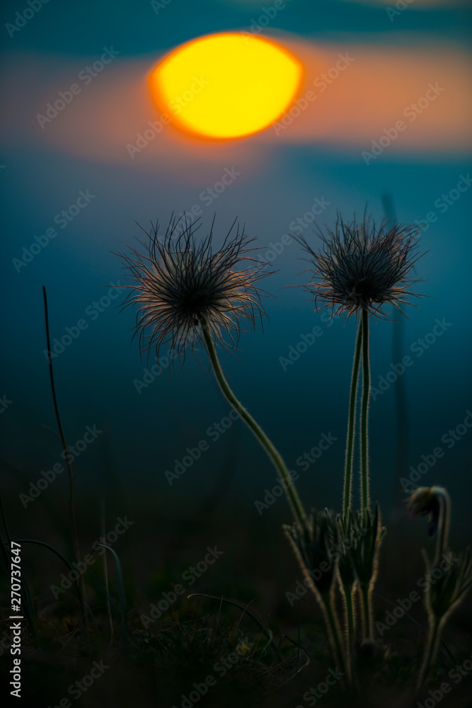 Wild flowers at the sunset