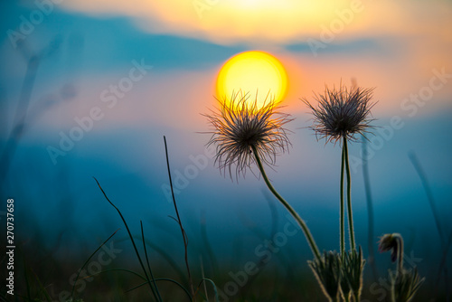 Wild flowers at the sunset